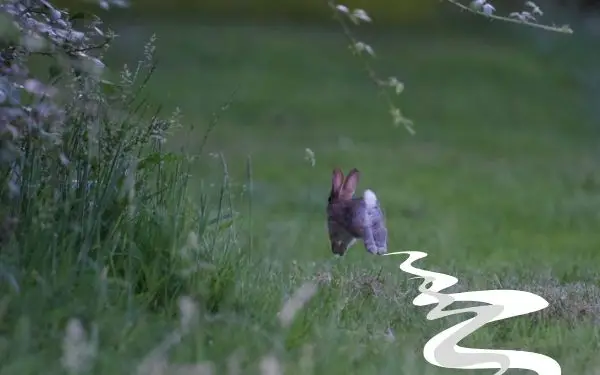 Rabbit running away - AboutEverythingPets.com
