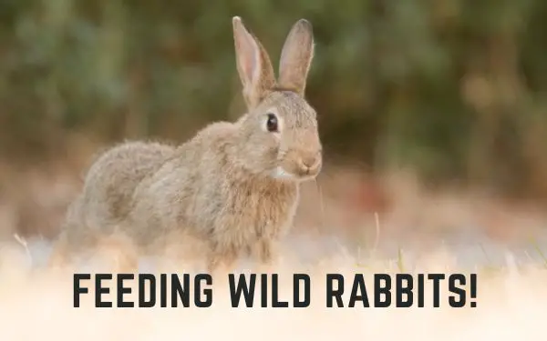 Can You Feed Wild Rabbits? (Questions ANSWERED!)