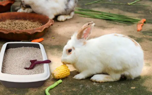 Can I Place My Rabbits Food Next to The Litter Box? (Why NOT To!)