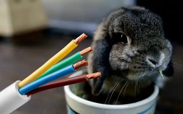 How to Stop a Rabbit from Chewing Electrical Cords? (DANGER!)