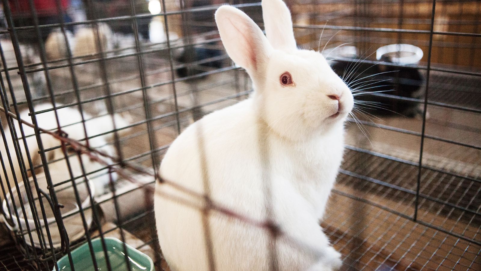 Rabbit enclosure - abouteverythingpets.com