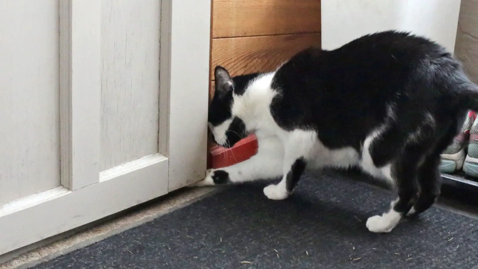 Cat opening up the door - abouteverythingpets.com