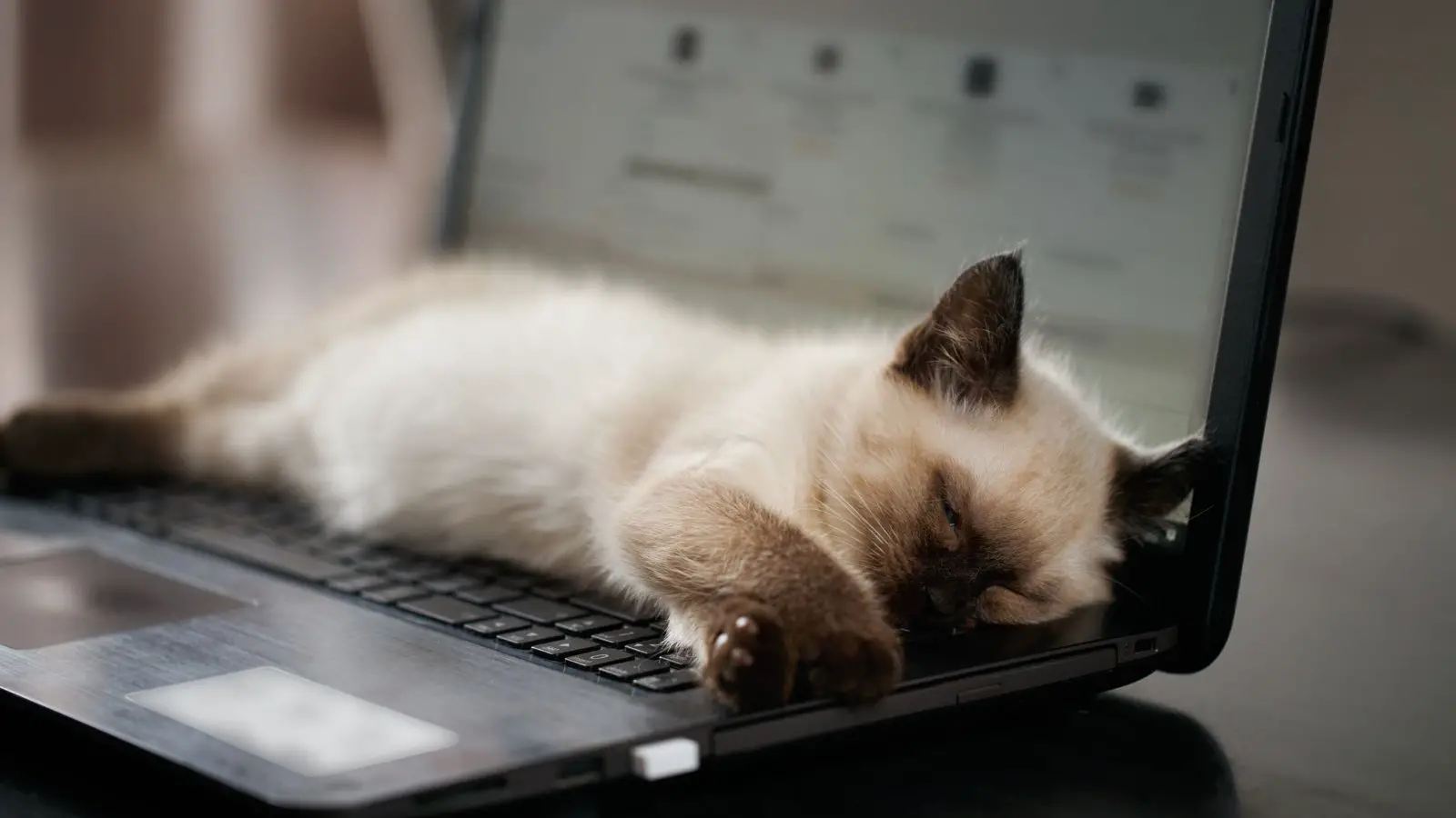 Cat sleeping on computer - abouteverythingpets.com
