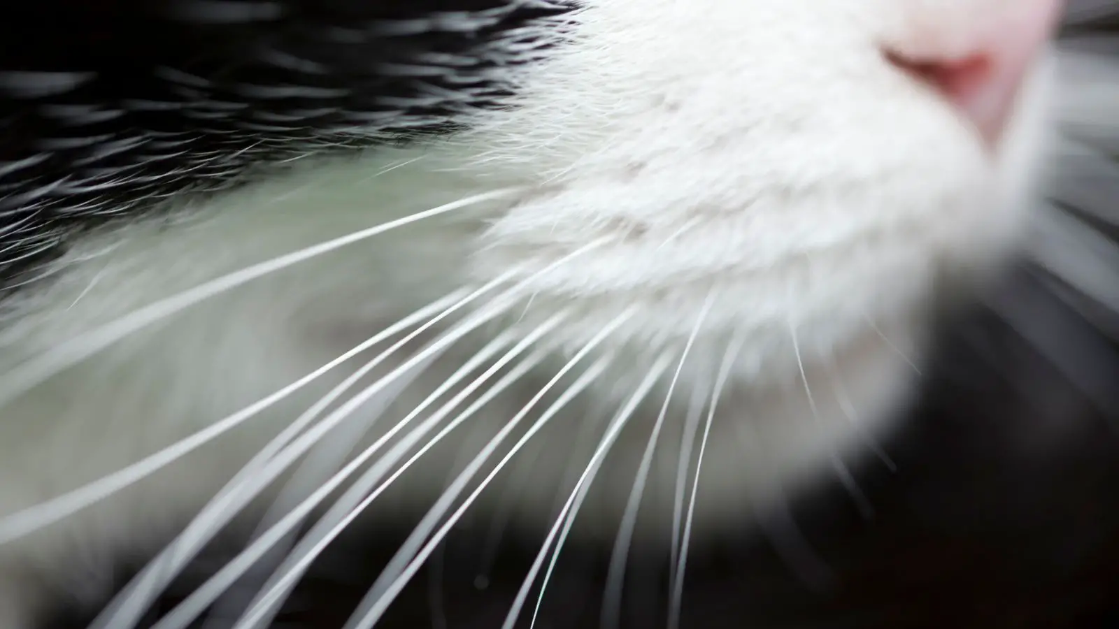 Cat whiskers - abouteverythingpets.com