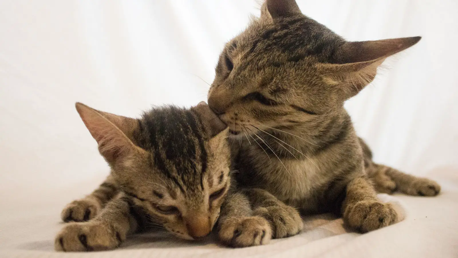 Cat whispering - abouteverythingpets.com