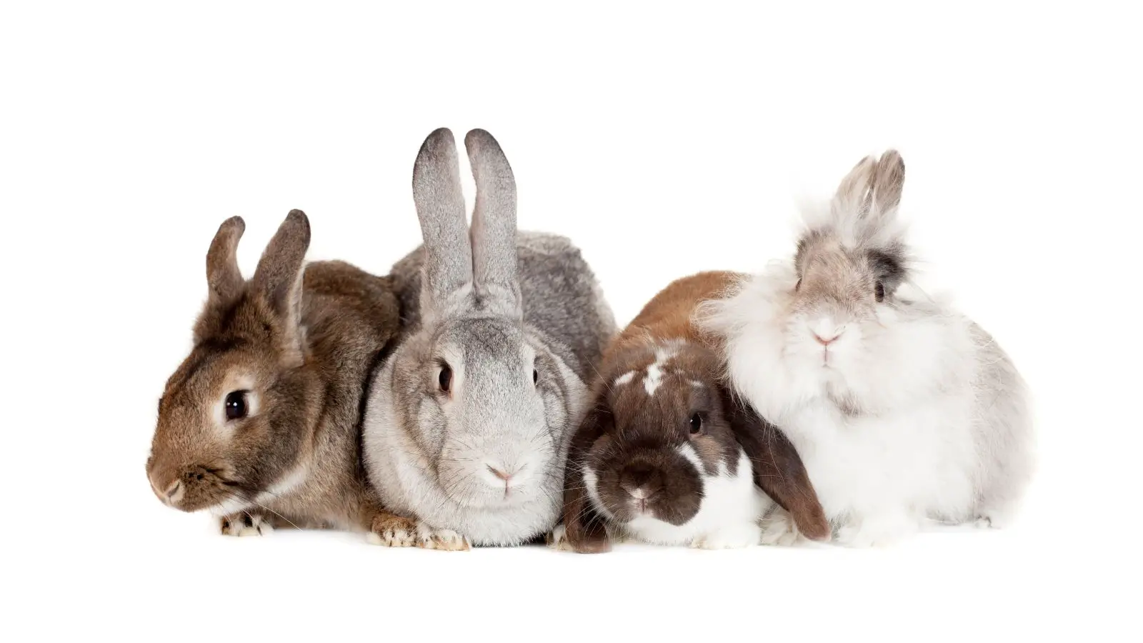 Different breeds of bunnies - abouteverythingpets.com