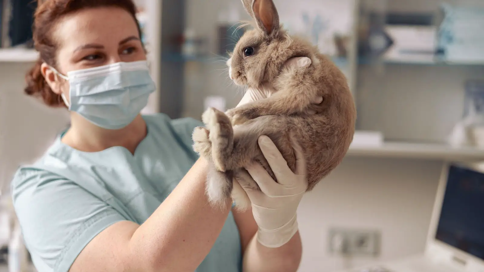 Neutering or spaying a bunny - abouteverythingpets.com