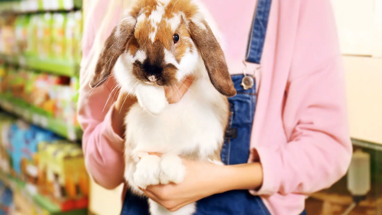 Person with a permit to own a rabbit - abouteverythingpets.com