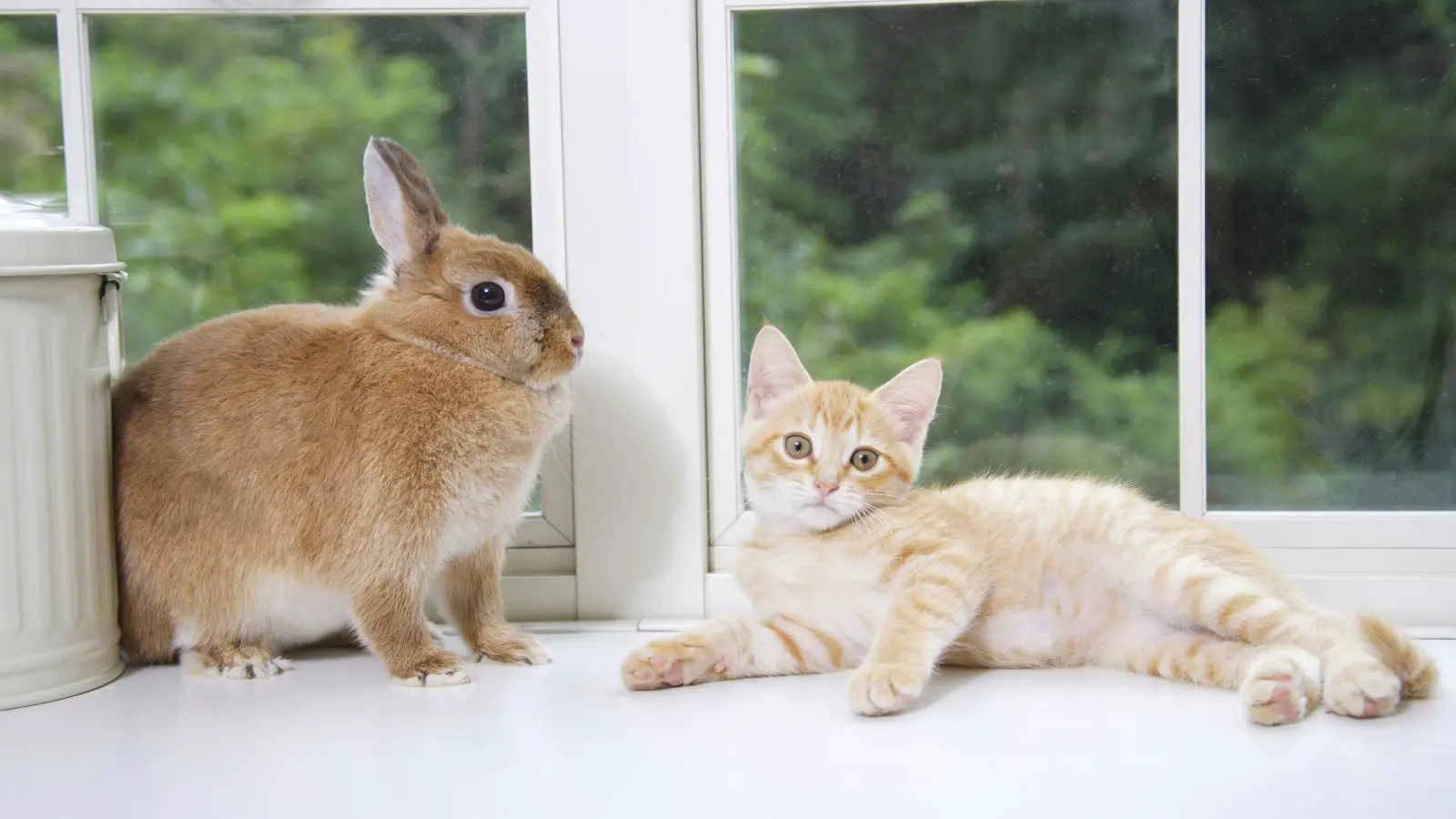 Rabbit and his cat friend - abouteverythingpets.com