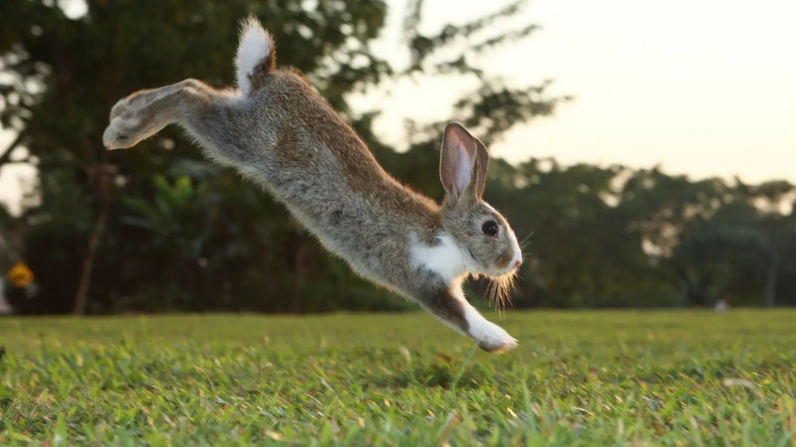 Rabbit exercising - abouteverythingpets.com