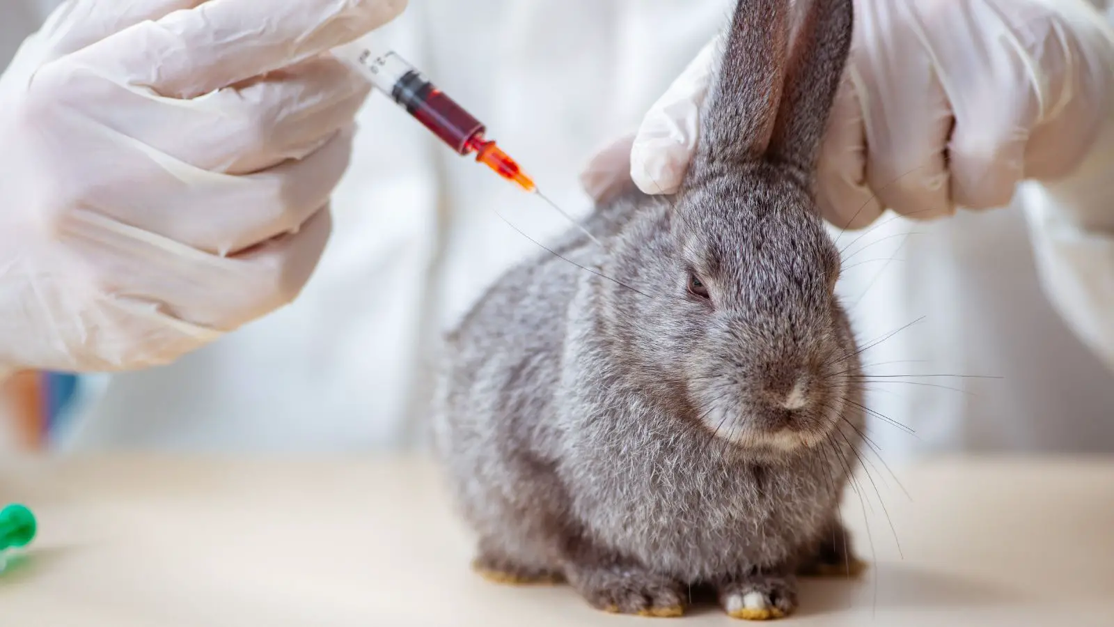 Rabbit getting his vaccine shot - abouteverythingpets.com