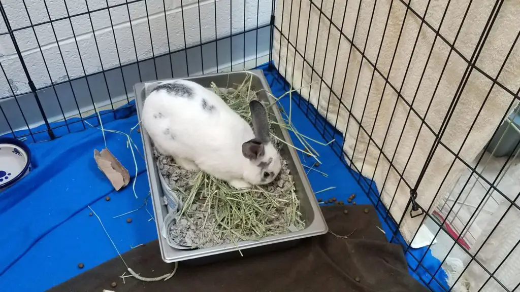 Can Pet Rabbits Be Litter Trained 10 Essential Steps About